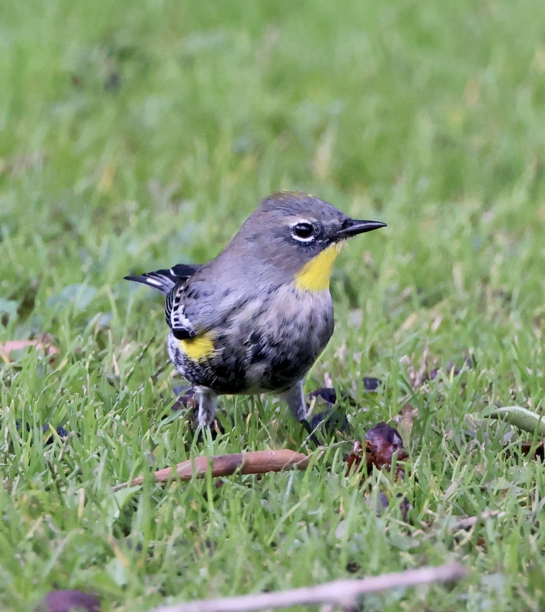 Yellow-rumped Warbler - ML643564687