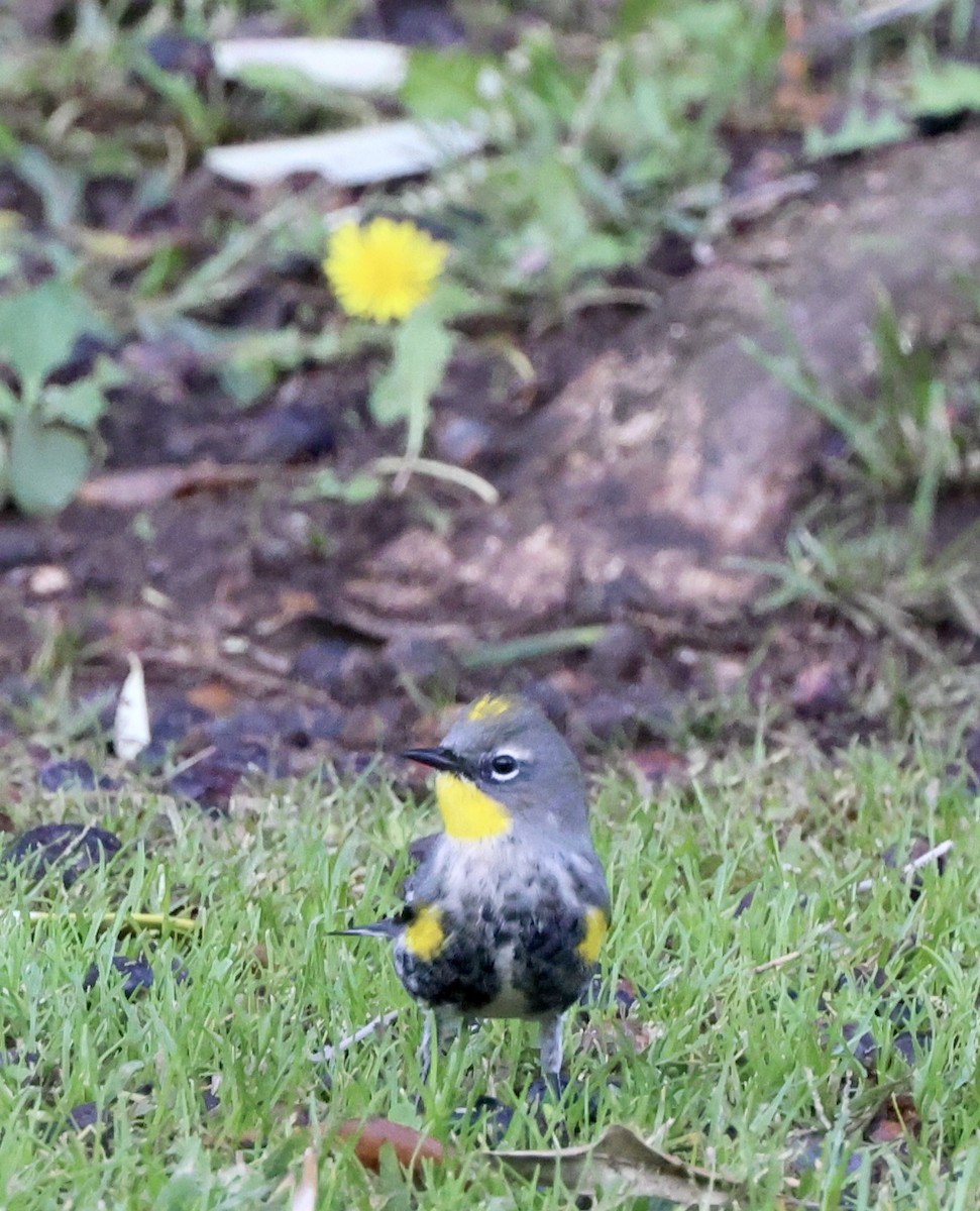 Yellow-rumped Warbler - ML643564688