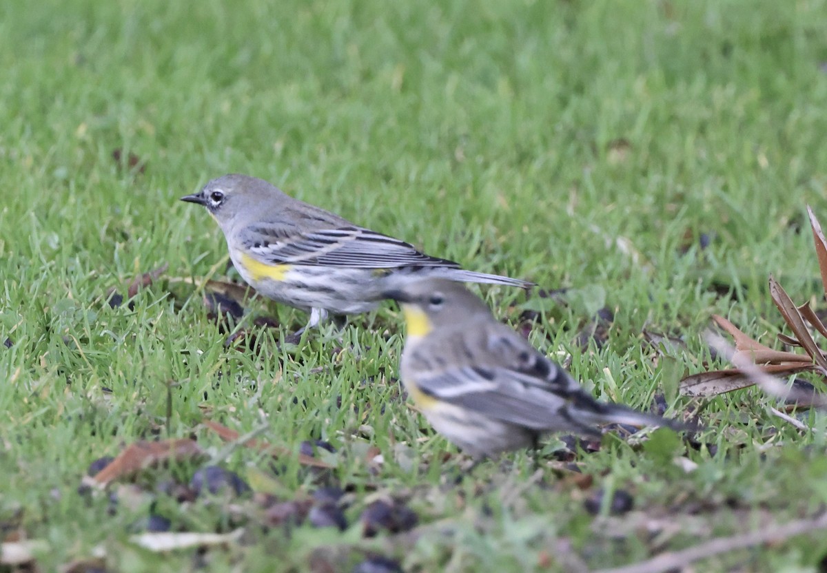 Yellow-rumped Warbler - ML643564690