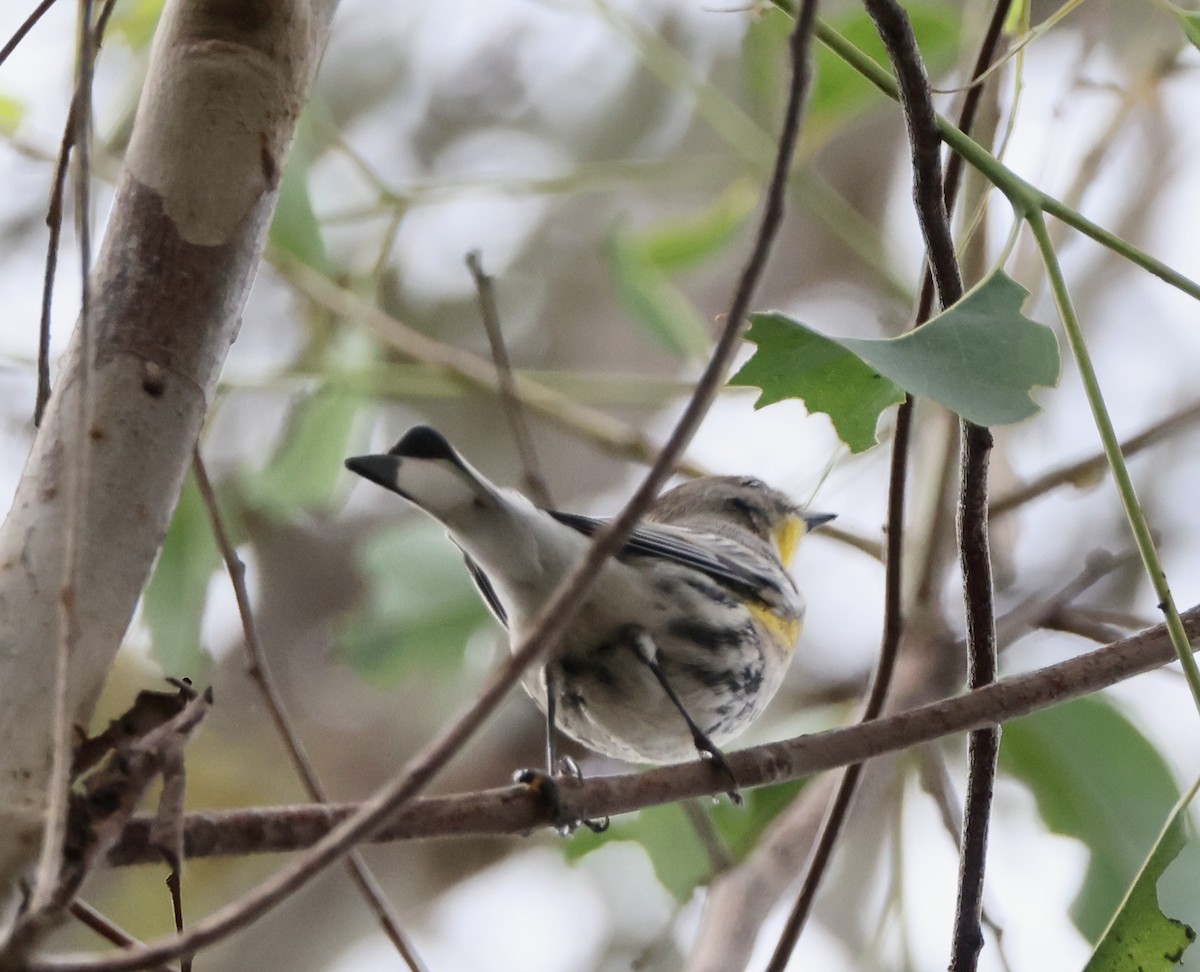 Yellow-rumped Warbler - ML643564692