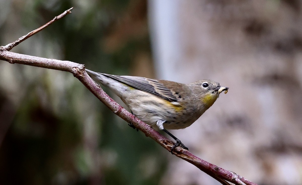 Yellow-rumped Warbler - ML643564693