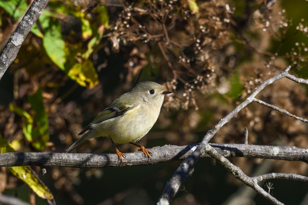 králíček americký - ML643564700