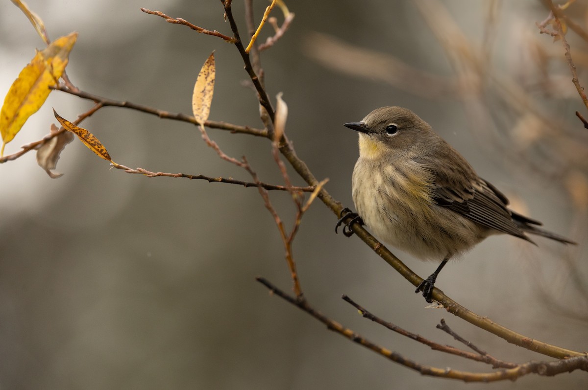Yellow-rumped Warbler (Audubon's) - ML643564702