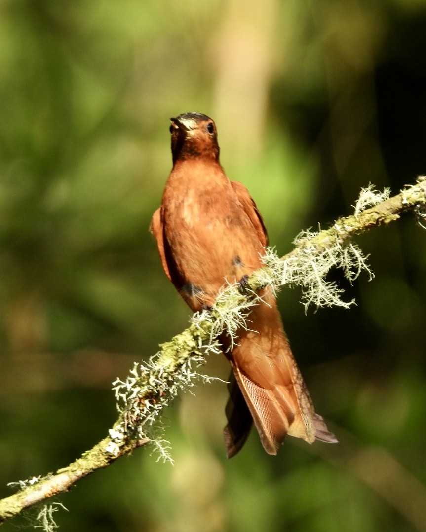Rostkolibri - ML643564706