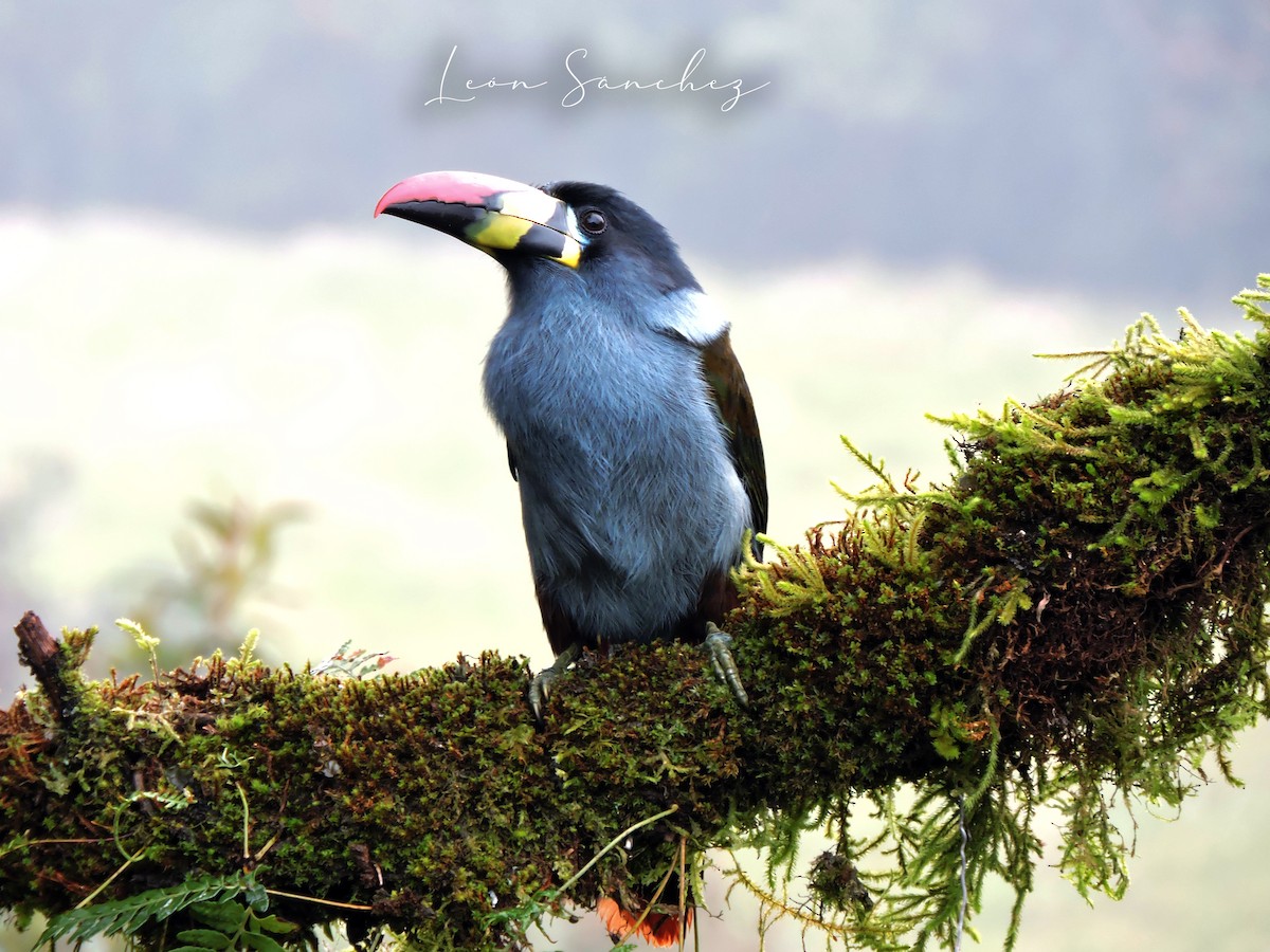 Blautukan - ML643564726