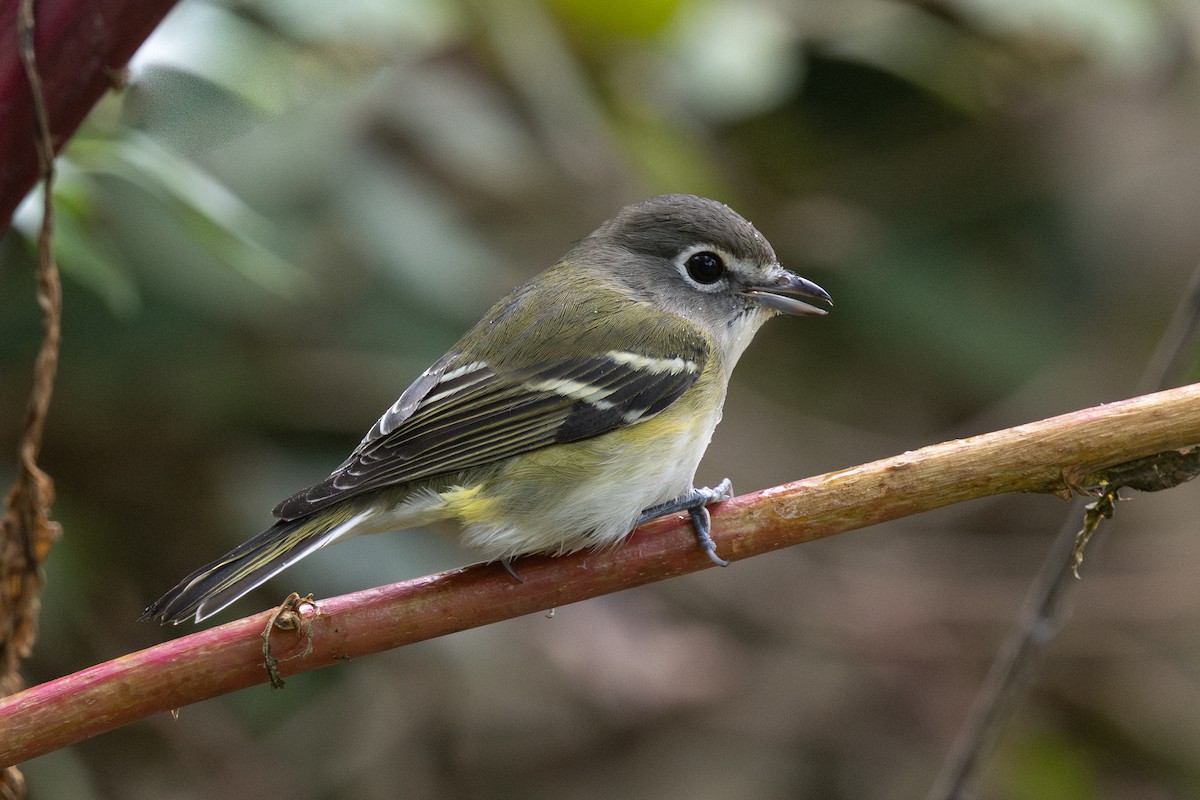 Vireo Solitario - ML643564727