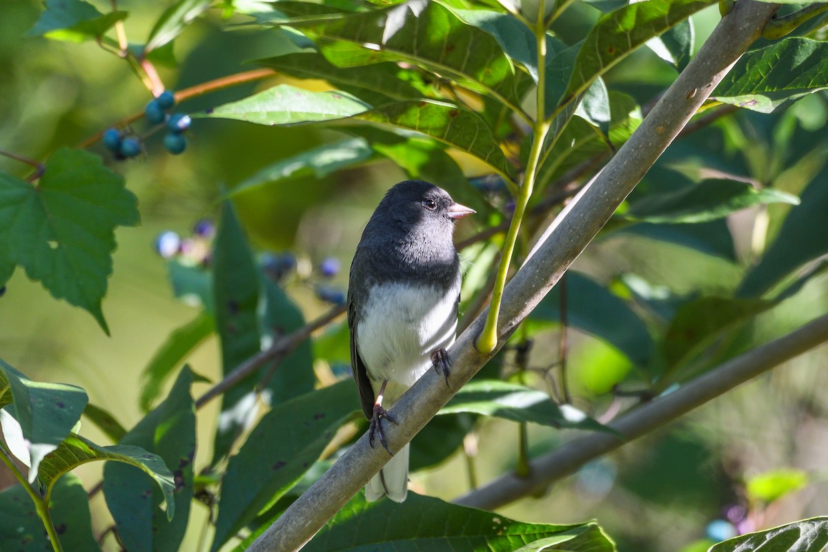 strnadec zimní - ML643564735