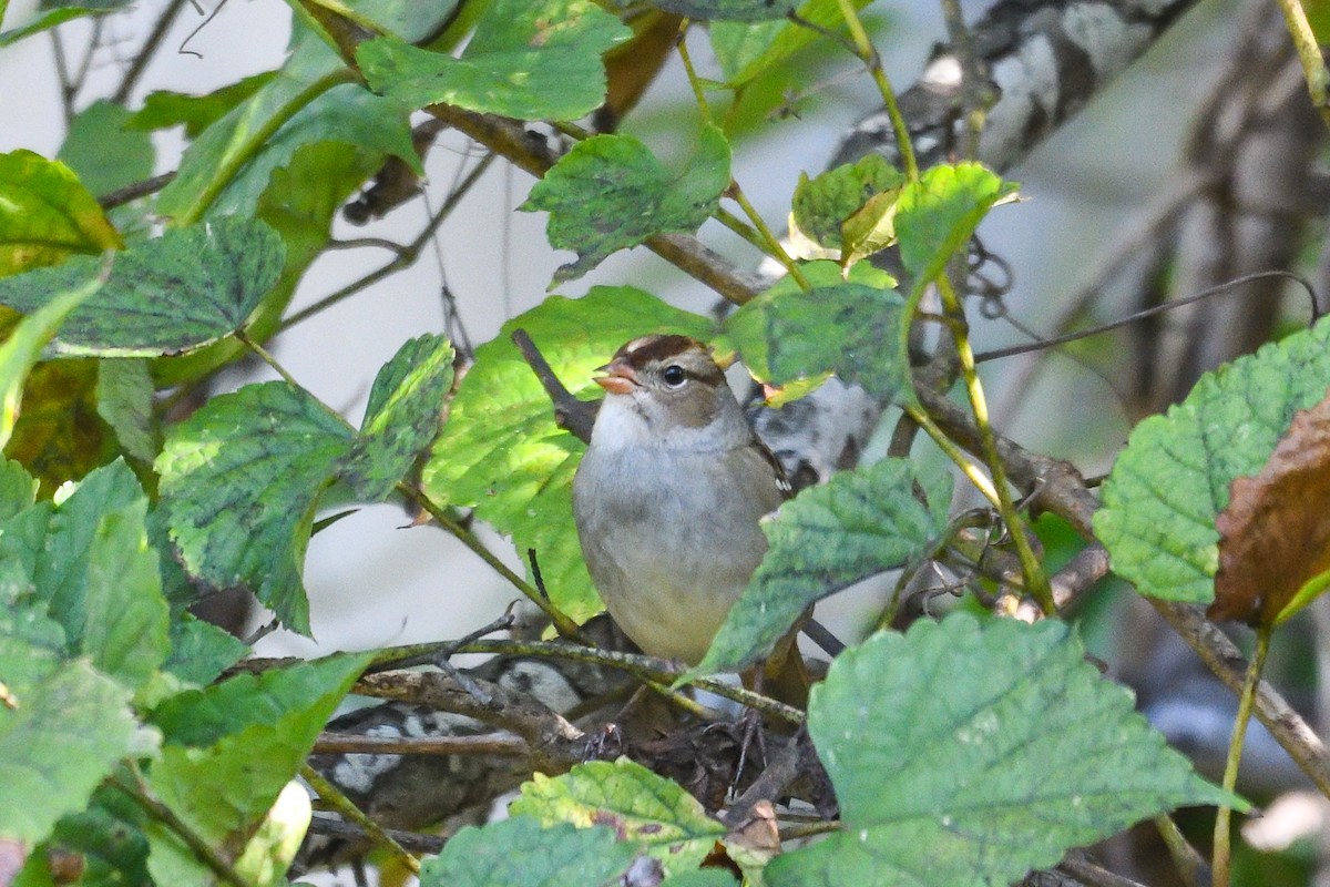 strnadec bělopásý - ML643564765