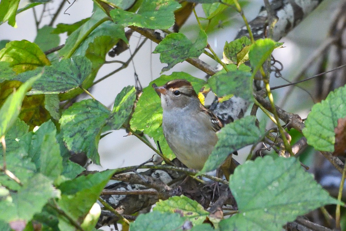 strnadec bělopásý - ML643564766