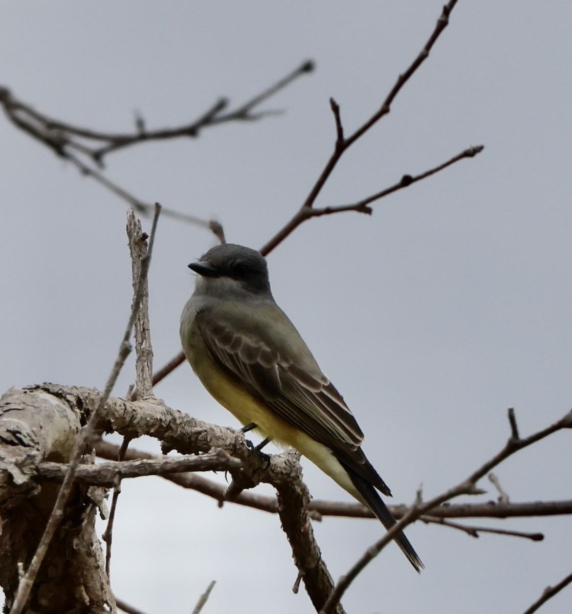 Cassin's Kingbird - ML643564767
