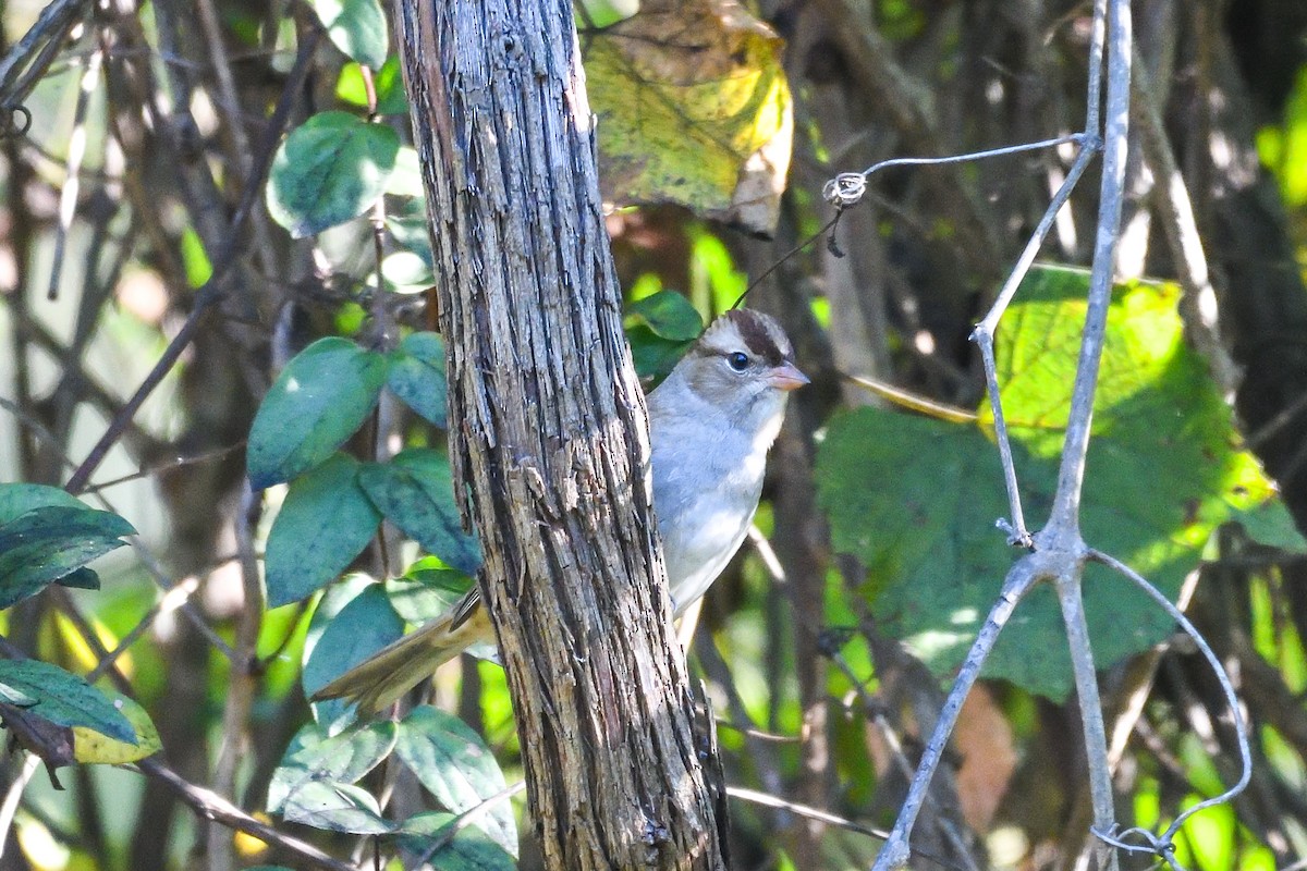 strnadec bělopásý - ML643564768