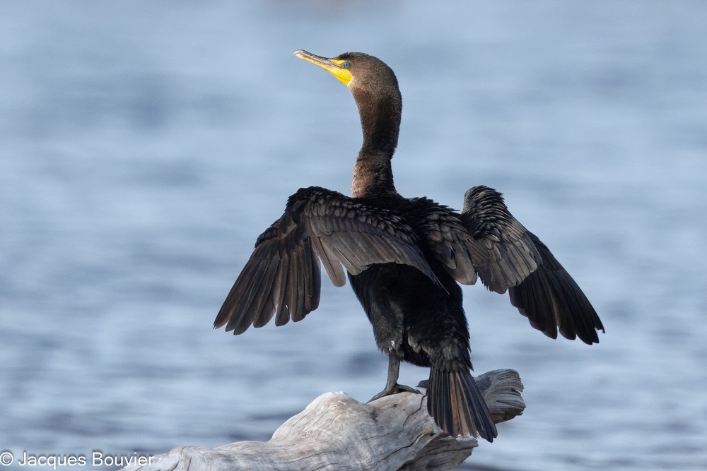 Double-crested Cormorant - ML643564780