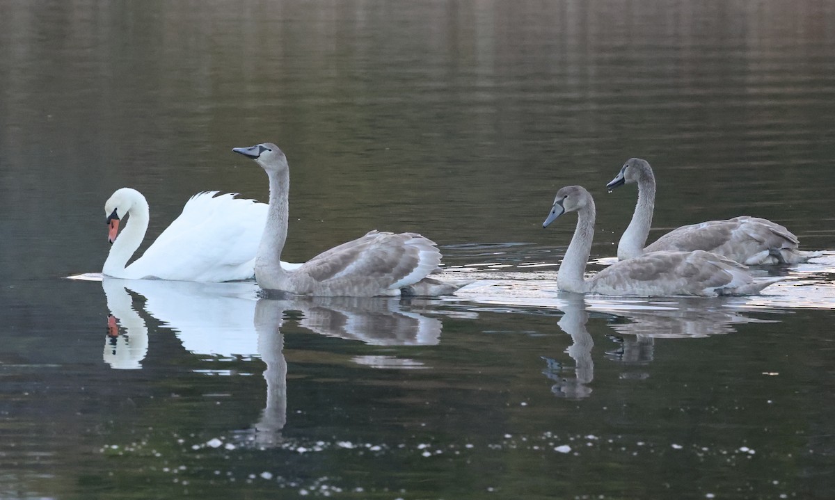 Mute Swan - ML643564785