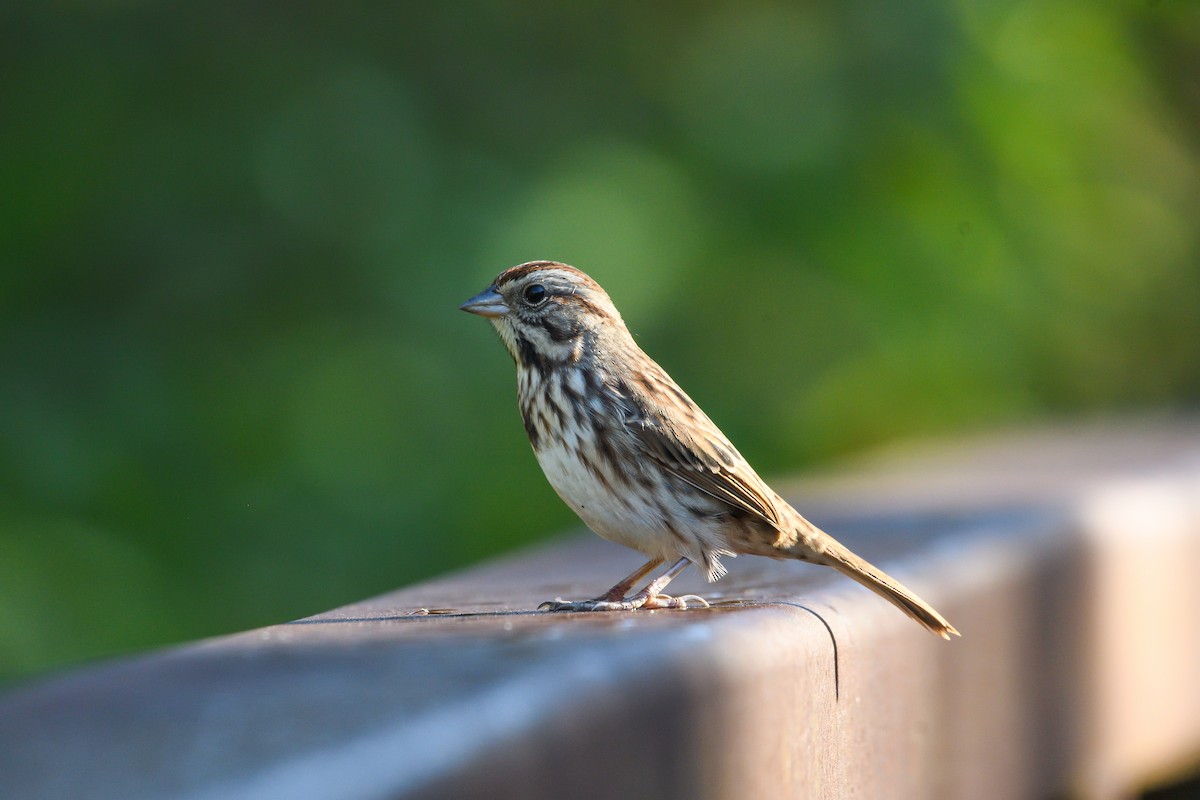 strnadec zpěvný - ML643564788