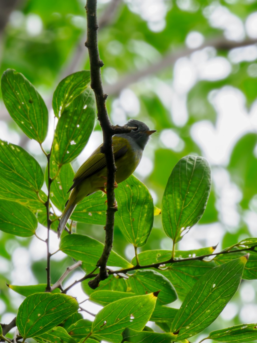 Gray-headed Canary-Flycatcher - ML643564789
