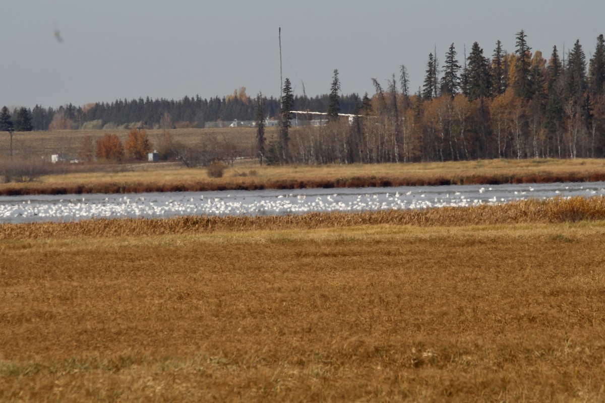 Snow Goose - ML643564790