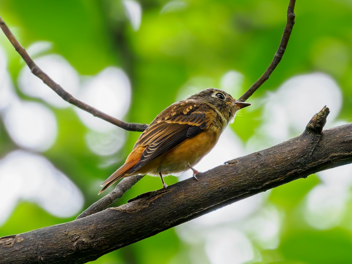 Ferruginous Flycatcher - ML643564799