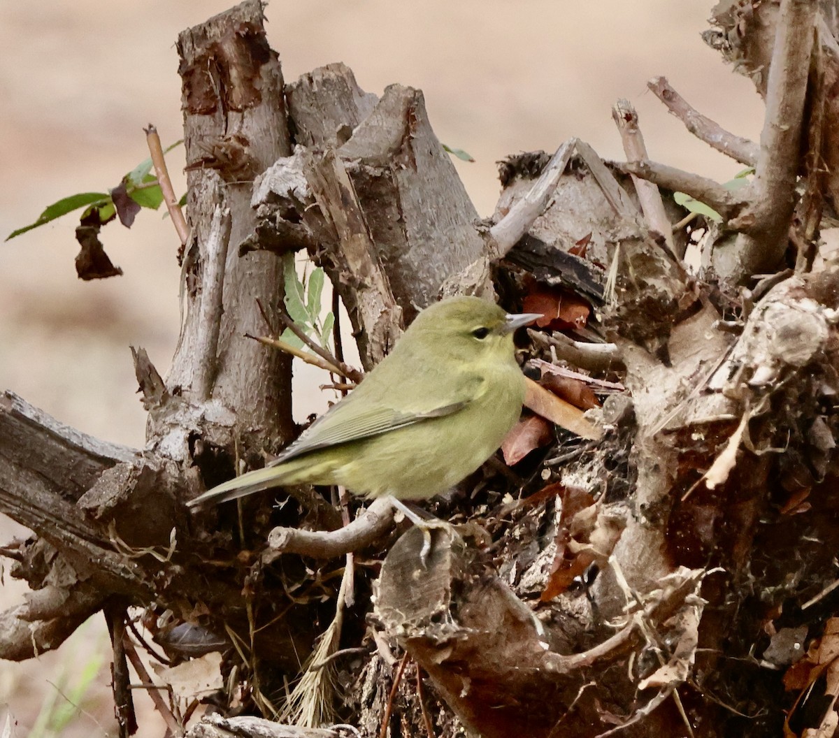 Orange-crowned Warbler - ML643564803