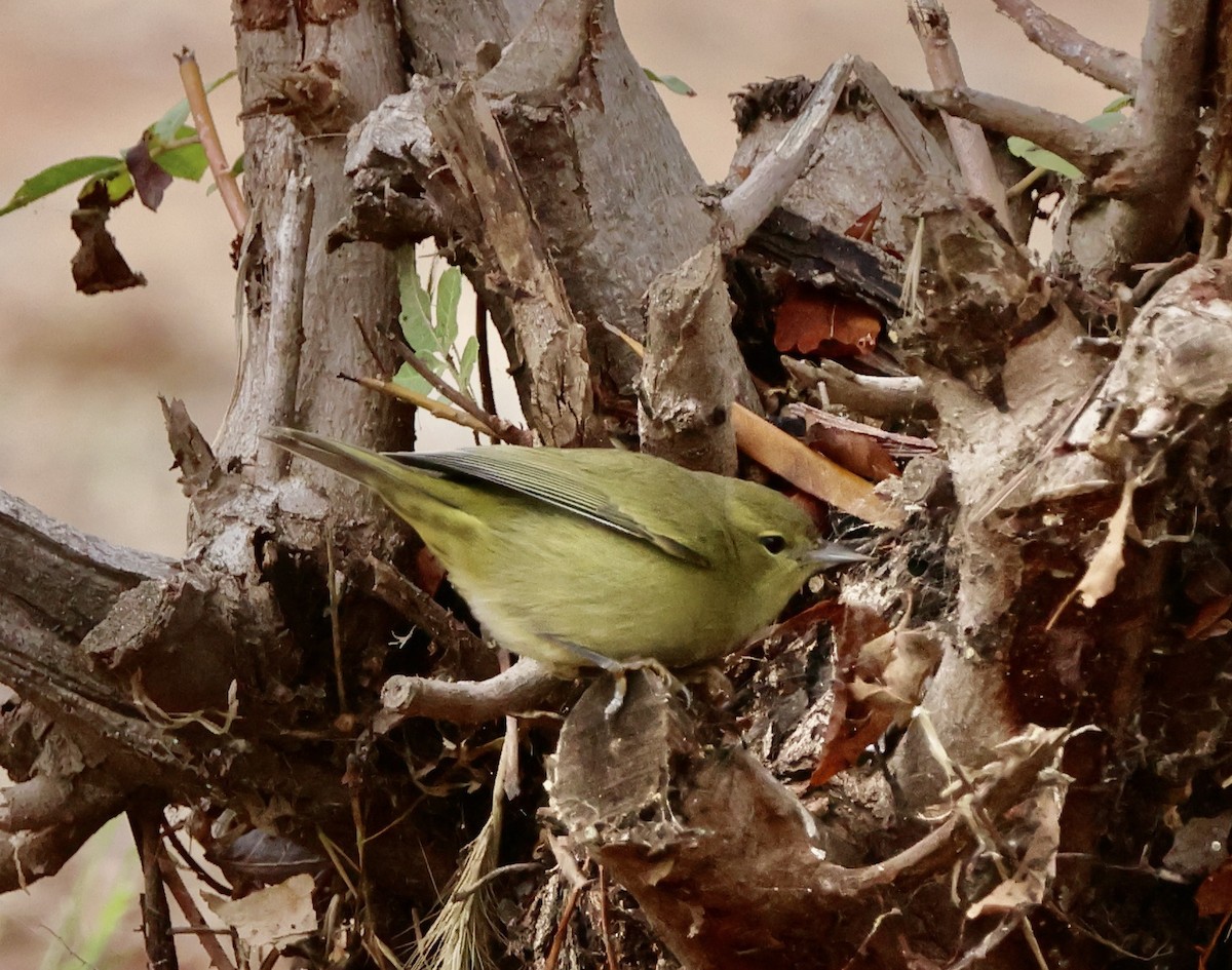 Orange-crowned Warbler - ML643564804