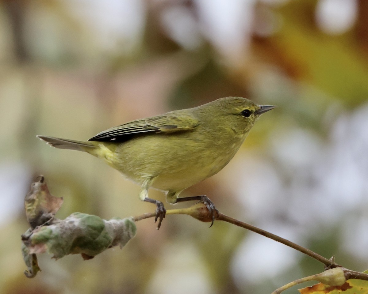 Orange-crowned Warbler - ML643564806