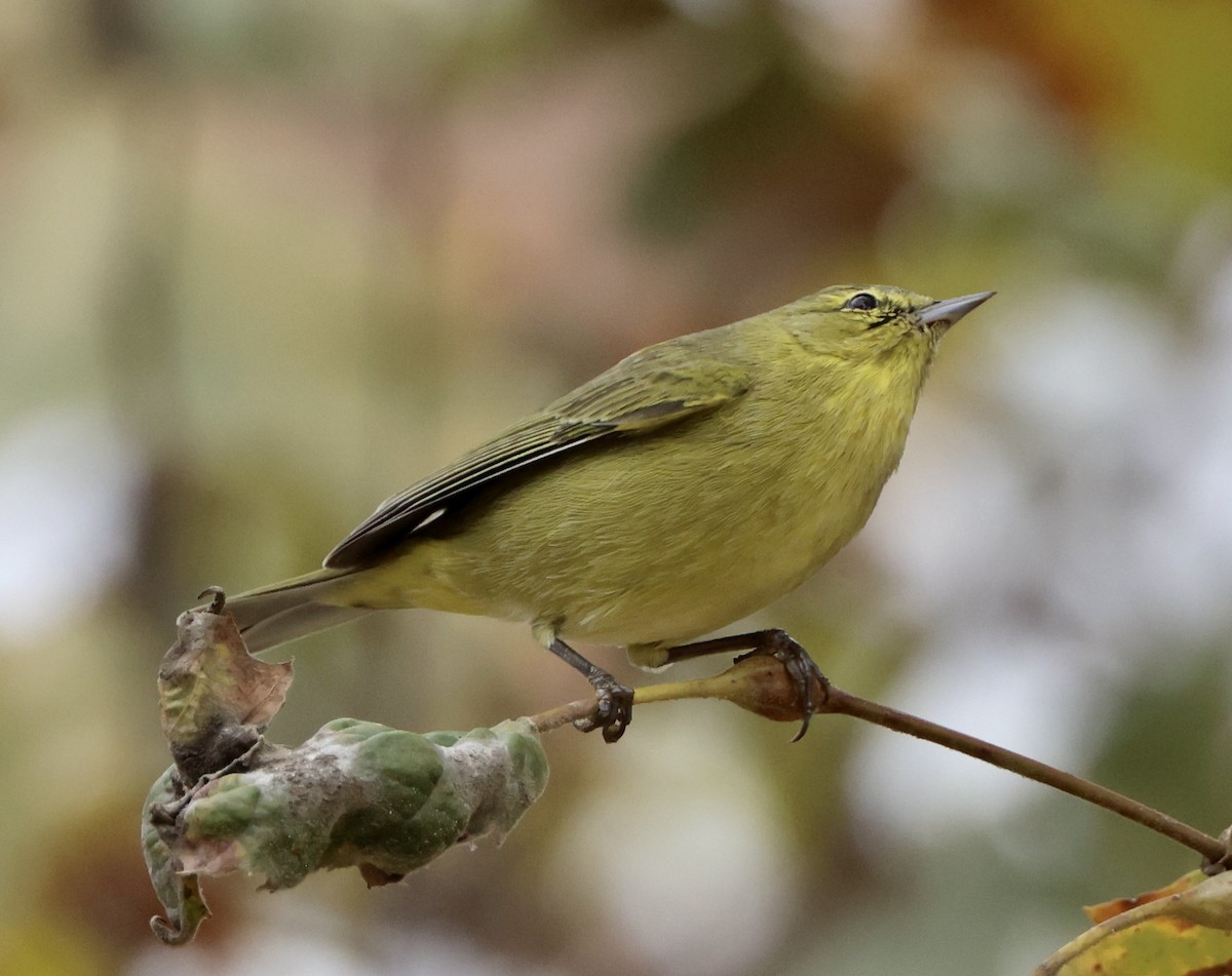 Orange-crowned Warbler - ML643564807