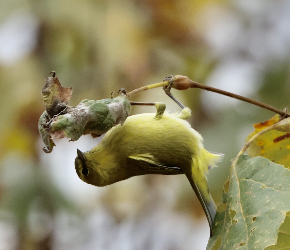 Orange-crowned Warbler - ML643564808
