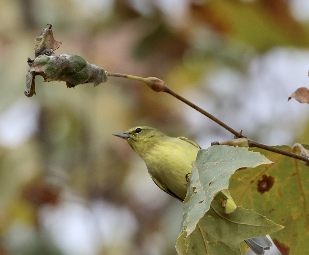 Orange-crowned Warbler - ML643564814