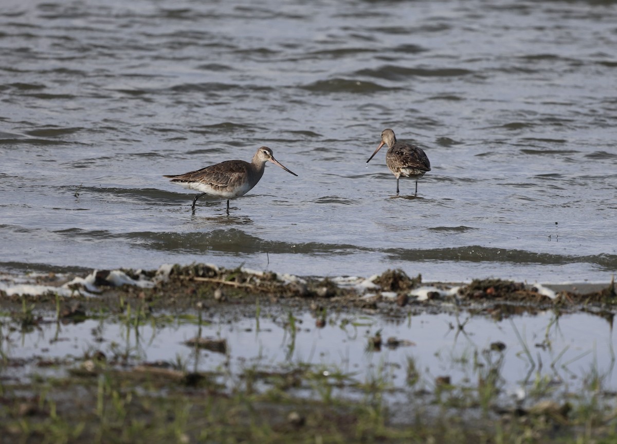 Hudsonian Godwit - ML643564816