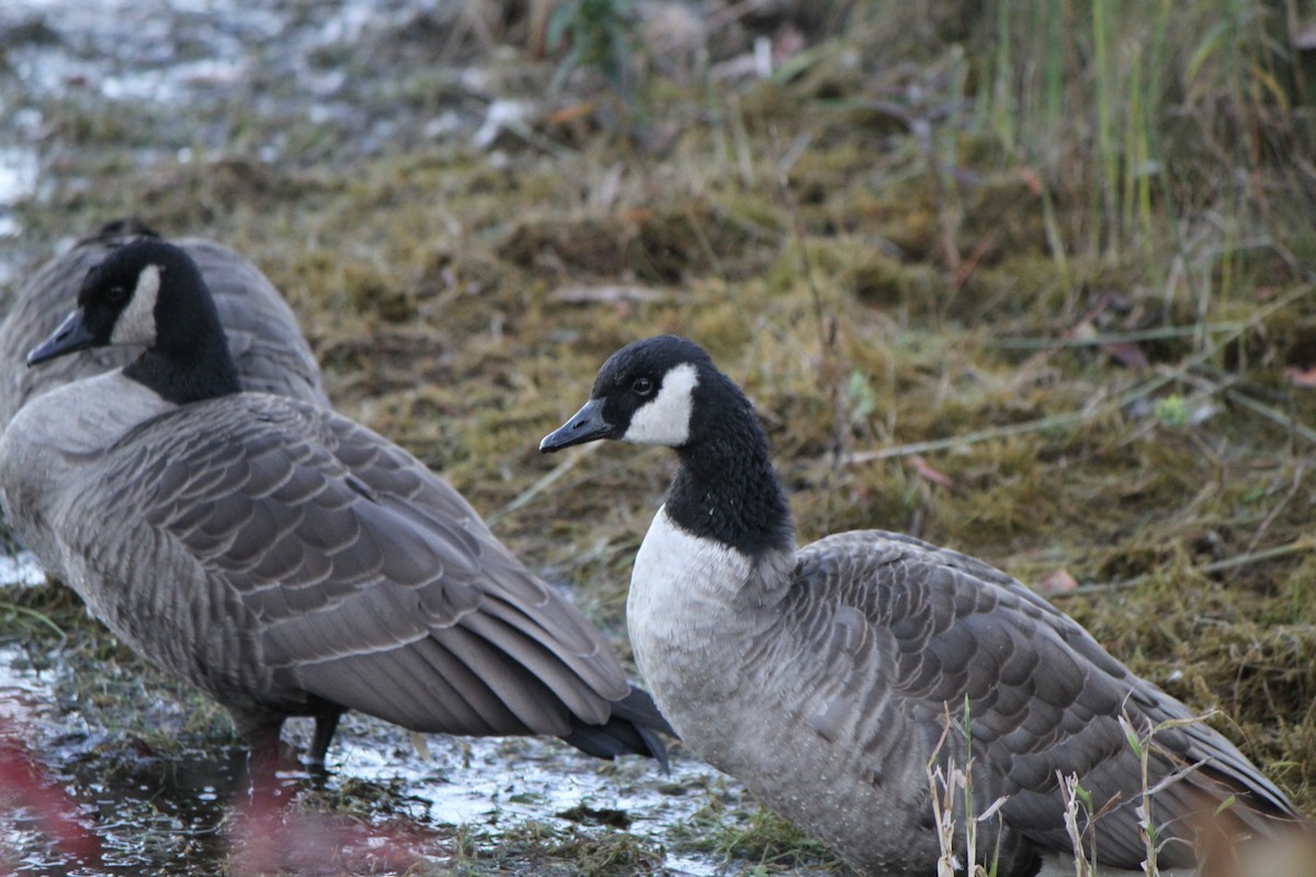 Cackling Goose - ML643564817