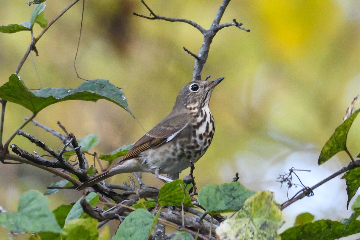 drozd rezavoocasý - ML643564821