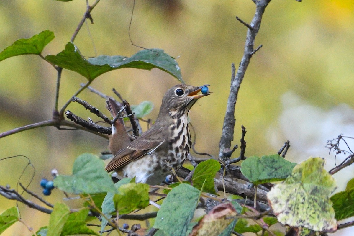 drozd rezavoocasý - ML643564822