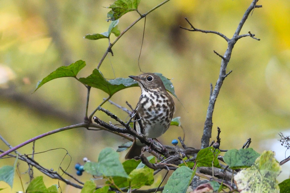 drozd rezavoocasý - ML643564823