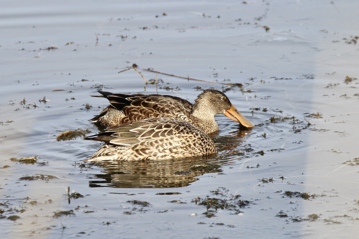 Northern Shoveler - ML643564830