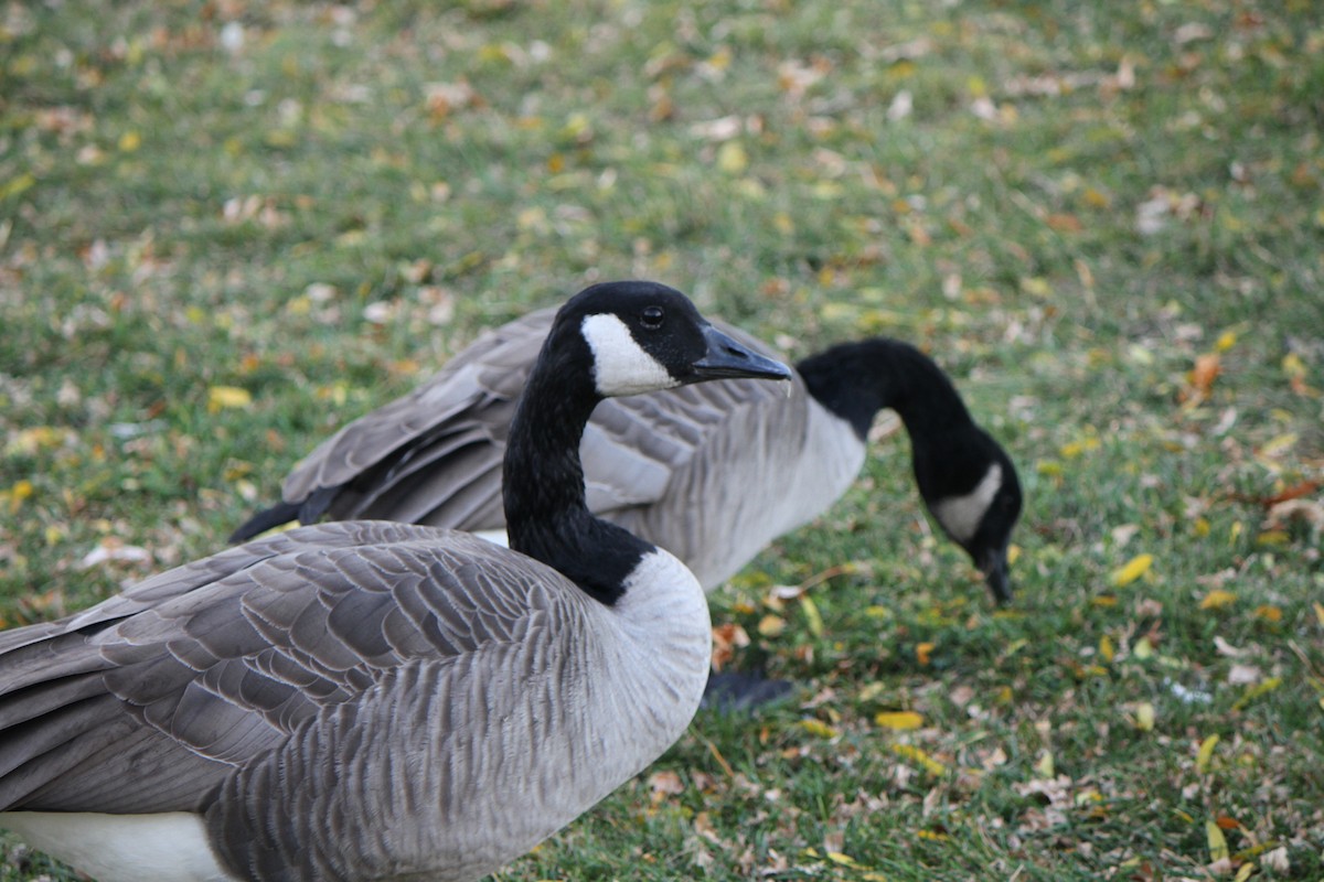 Canada Goose - ML643564834