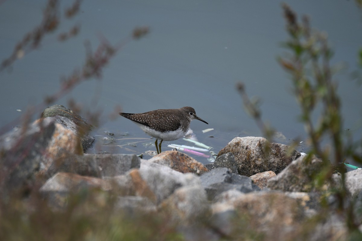Solitary Sandpiper - ML643564841