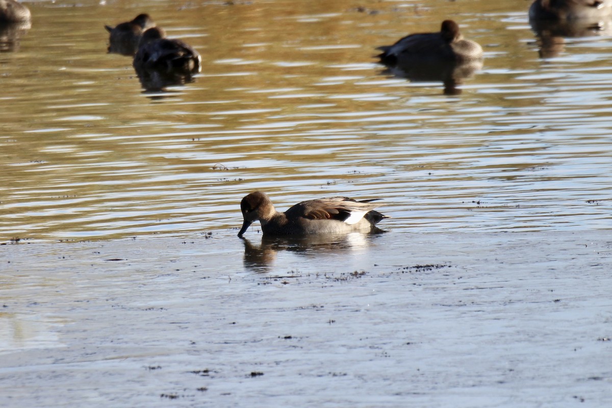 Gadwall (Common) - ML643564849