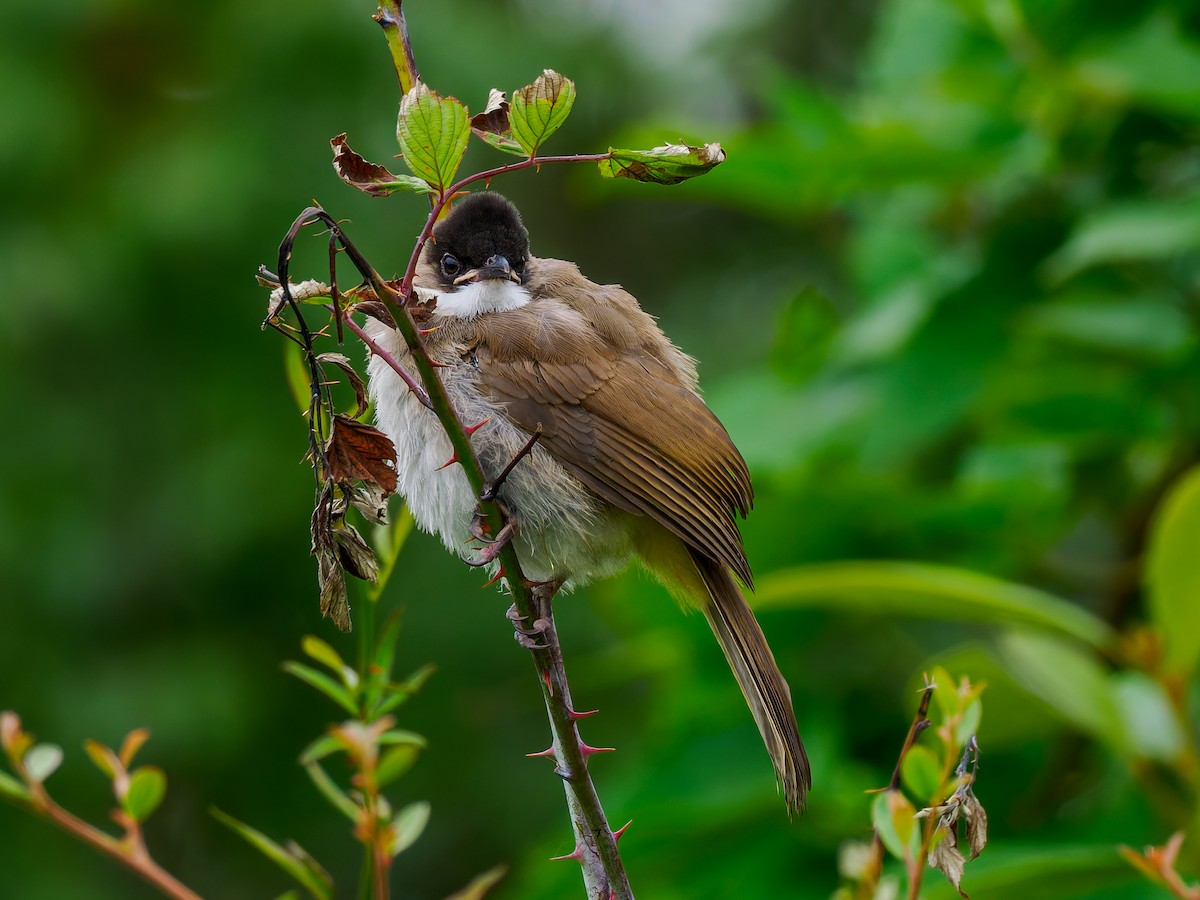 Brown-breasted Bulbul - ML643564856