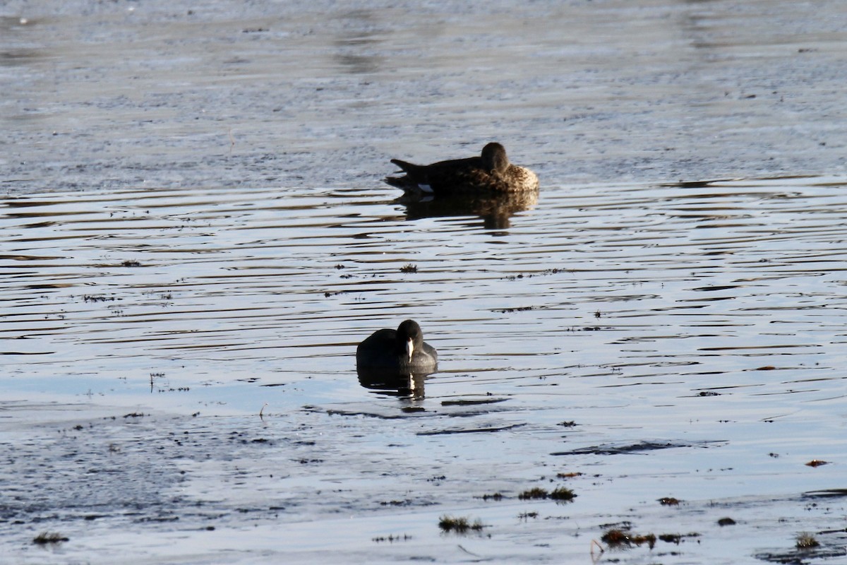 American Coot - ML643564889