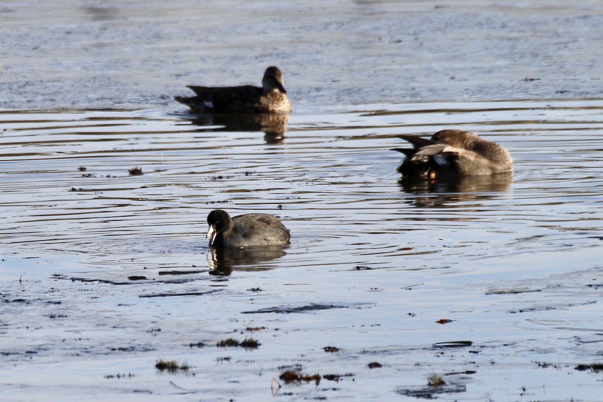 American Coot - ML643564890