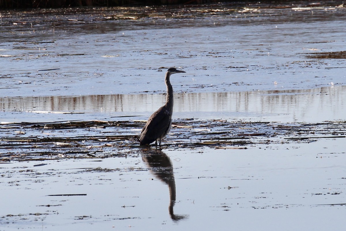 Great Blue Heron (Great Blue) - ML643564913