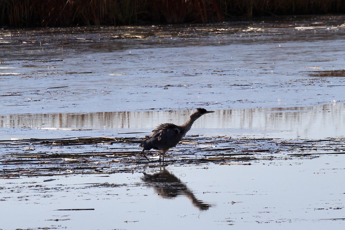 Great Blue Heron (Great Blue) - ML643564914