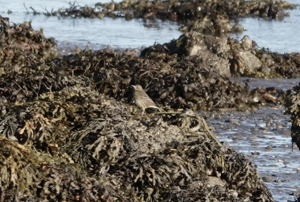 Rock Pipit - ML643564919