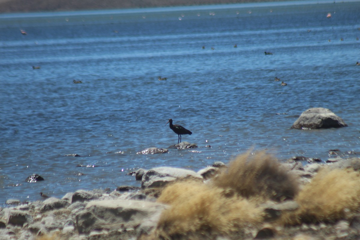 ibis andský - ML643564924