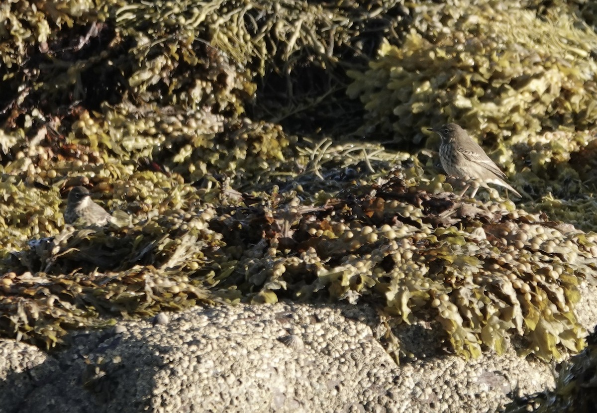Rock Pipit - ML643564931