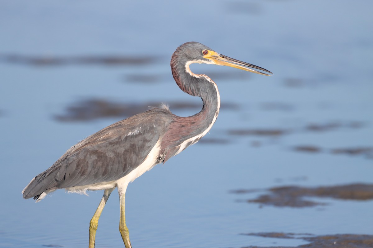 Tricolored Heron - ML643564932