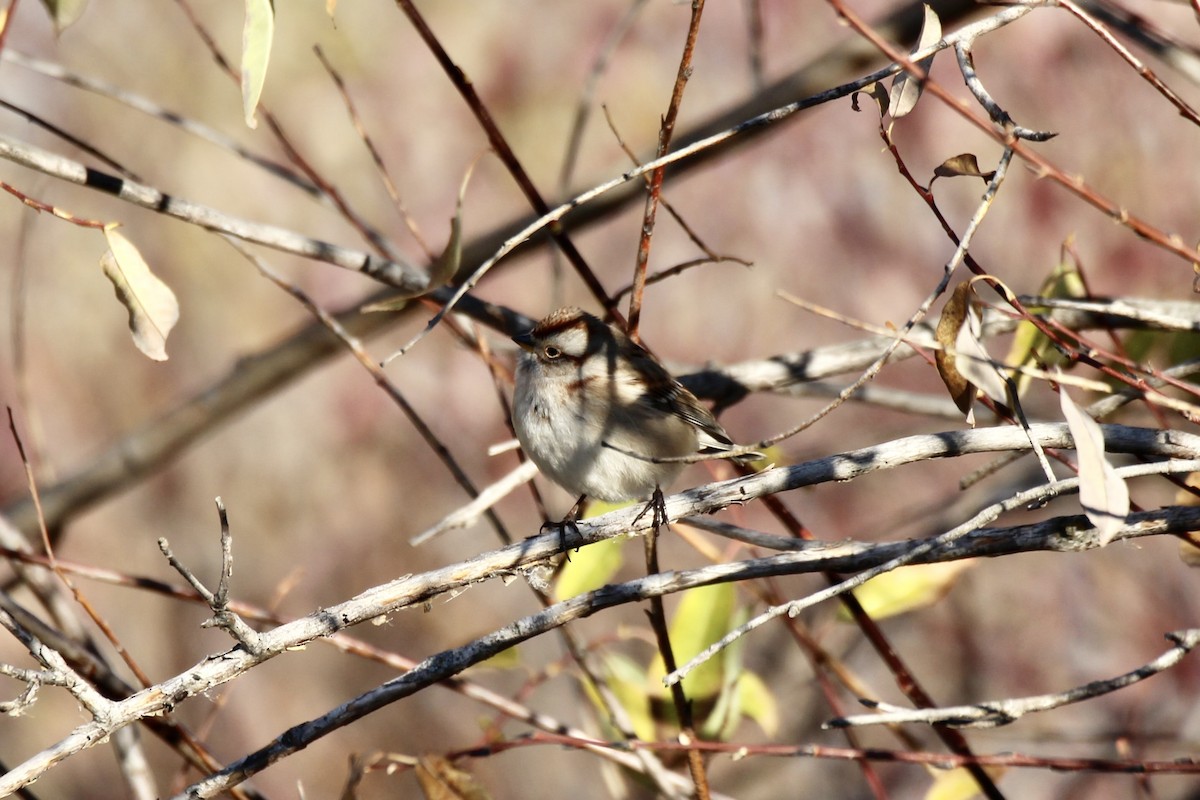 American Tree Sparrow - ML643564934
