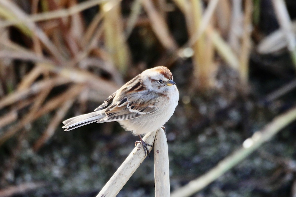 American Tree Sparrow - ML643564935