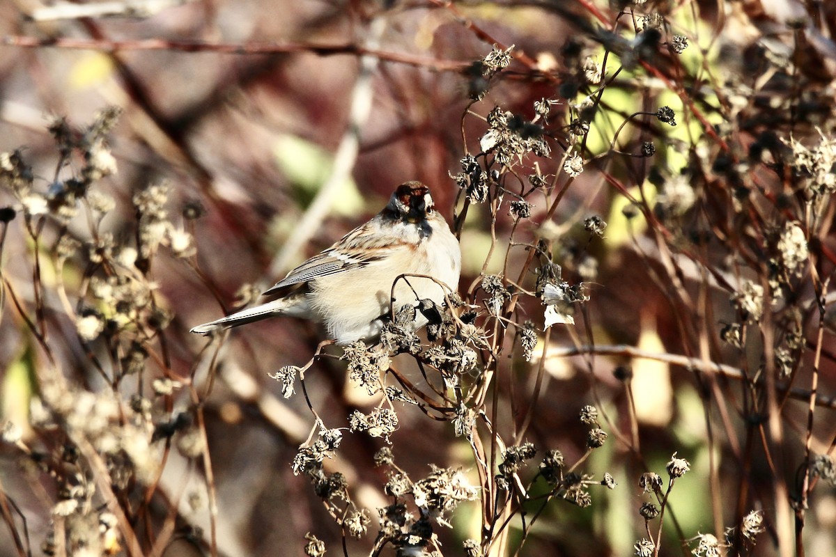 American Tree Sparrow - ML643564936