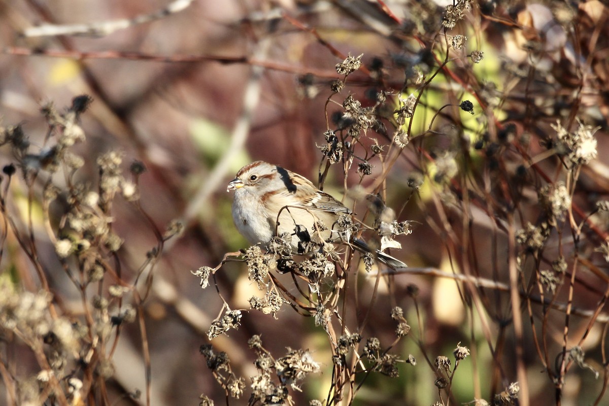 American Tree Sparrow - ML643564937
