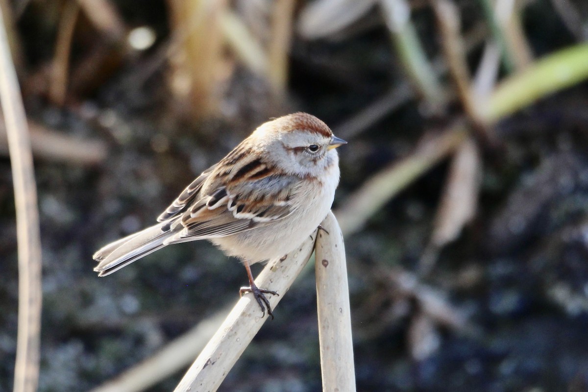 American Tree Sparrow - ML643564938